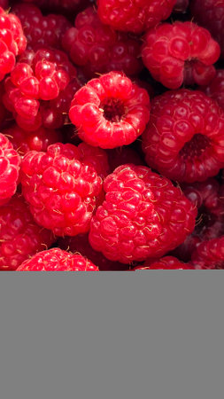 ripe raspberries as a background, closeup of photo