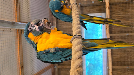 Colorful macaws sitting on a rope in a cage at the zoo