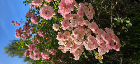 Rose bush with pink flowers on a background of green grass and blue sky