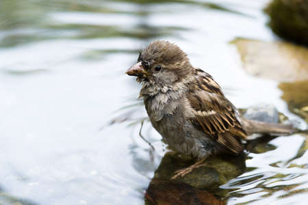 A Brown Sparrow taking a bath in a pondの写真素材