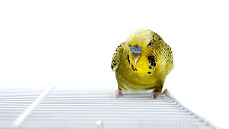 A green budgie on top of his cageの写真素材