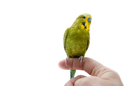 A green budgie sitting on a human fingerの写真素材
