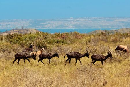 antelope in south africaの写真素材