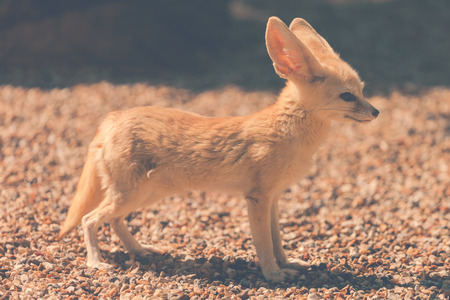 fennec foxの写真素材