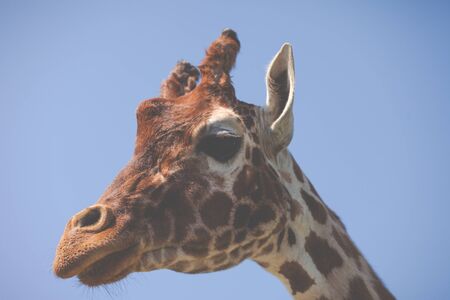 Giraffe in South africaの写真素材