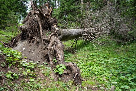 A tree killed by a strong storm on Dolomites mountainsの写真素材