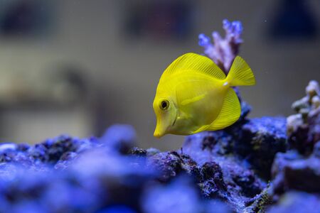 Details of fishes from my aquarium, swimming between rocks and coralsの写真素材