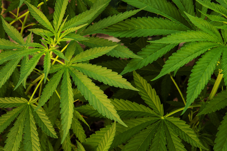 Cannabis foliageの写真素材