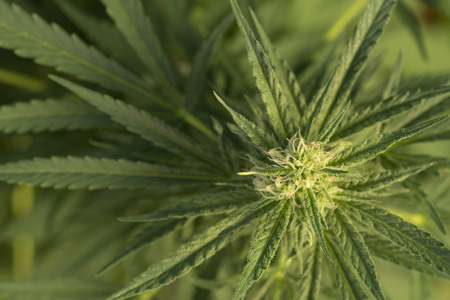 Cannabis plant with buds