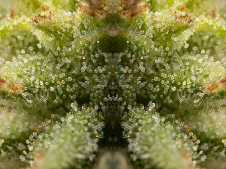 Cannabis Trichome abstract