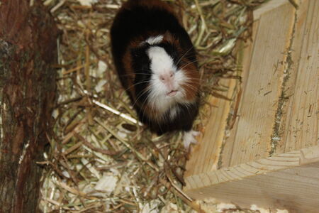 meerschweinの写真素材