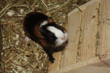 meerschweinの写真素材