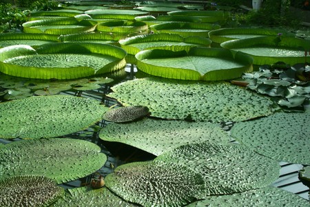 water lilyの写真素材