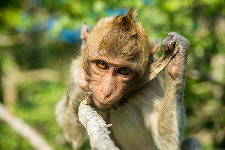 Portrait of monkey in the wildの写真素材