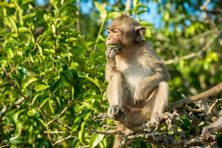 Portrait of monkey in the wildの写真素材