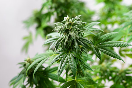 Close-up of a cannabis plant on a grey background. Bud blooming with trichomesの写真素材