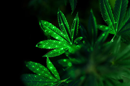 Plant of marijuana for medical use. Green lighting on the leavesの写真素材