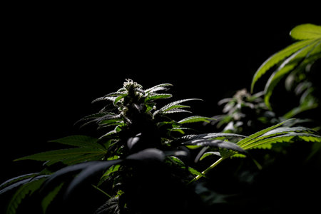 Medical marijuana plant close up. Bud blooming with abundant trichomes on a black backgroundの写真素材