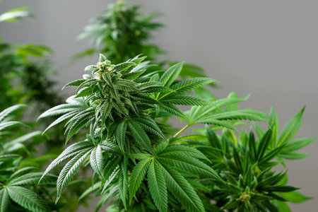 Close-up of a cannabis plant on a grey background. Bud blooming with trichomesの写真素材