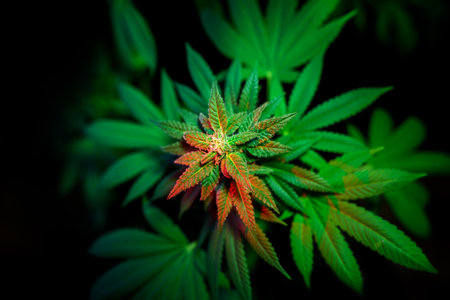 Plant of marijuana for medical use. Close up of cannabis buds. Red lighting on the leavesの写真素材