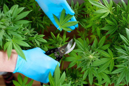 Growing marijuana plants. Trimming leaves with scissorsの写真素材