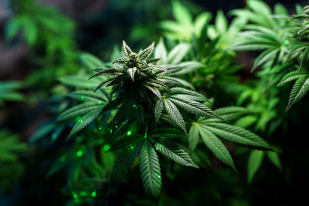 Medical marijuana plant close up. Bud blooming with abundant trichomes on a black backgroundの写真素材