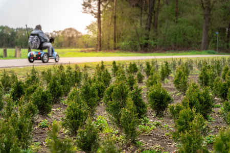 A field of young conifer trees with a person on a mobility scooterの写真素材