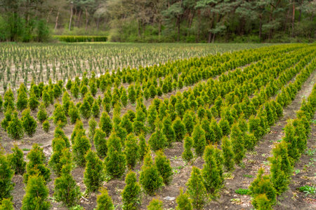 A plantation of young conifer treesの写真素材