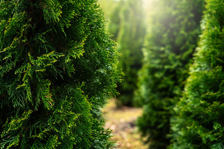 A plantation of young conifer treesの写真素材