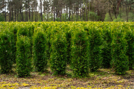 A plantation of young conifer trees