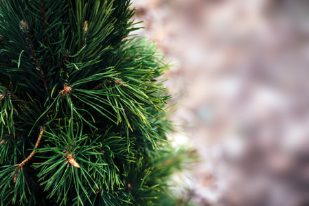 Texture of pine needles