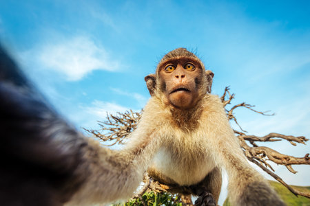 A monkey makes selfie in the wild
