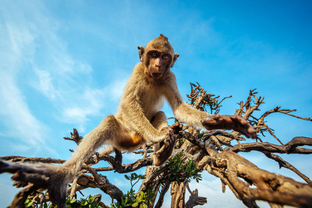 A monkey in the wild