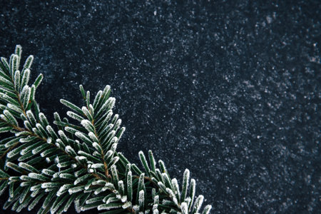 Frozen tree branch on a black textural background