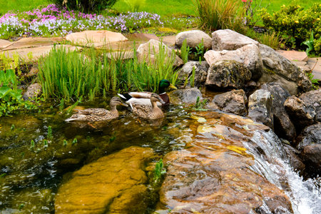 Landscape design. Decorative duckの写真素材