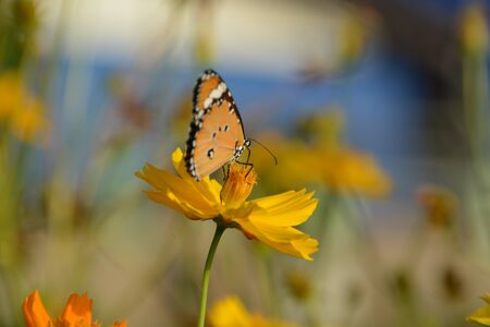 Butterfly  / Little Butterfly They suck nectar from cosmos flowers .の写真素材