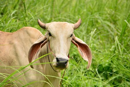 Thailand cows fed a semi- naturalの写真素材