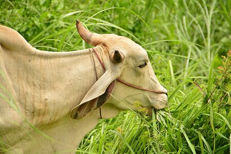 Thailand cows fed a semi- naturalの写真素材