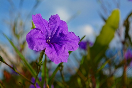 Ruellia tuberosaの写真素材