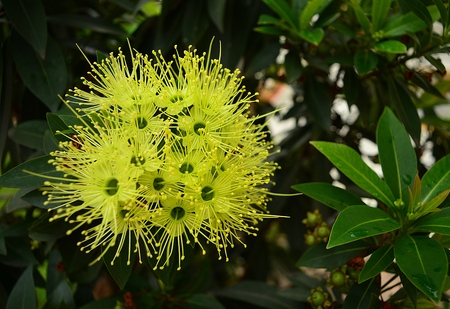 yellow golden penda are blossoming attract insectsの写真素材