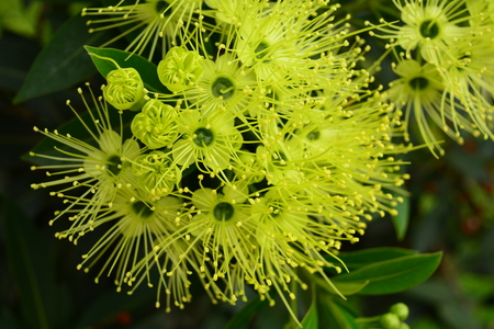 yellow golden penda are blossoming attract insectsの写真素材