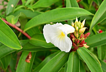White  Indian Head Ginger/ White  Indian Head Ginger are Blooming on  the stemの写真素材
