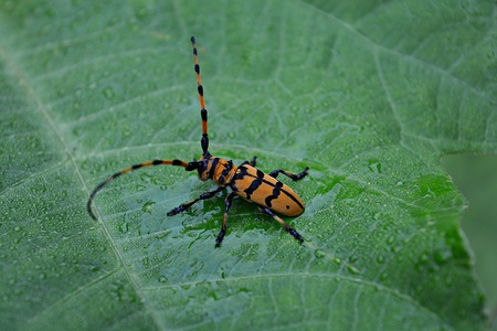 Beetles long antennae walking on a green leaf.の写真素材