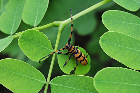 Beetles long antennae walking on a green leaf.の写真素材