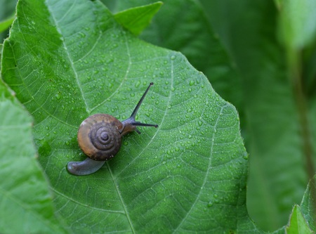 Snail walking on the grass.の写真素材