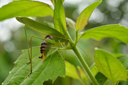 Grasshopper on a green leafの写真素材