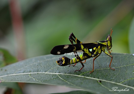 Grasshopper on a green leafの写真素材
