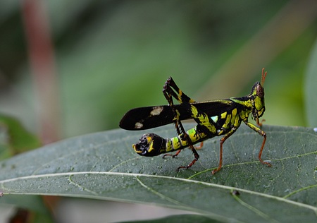 Grasshopper on a green leafの写真素材