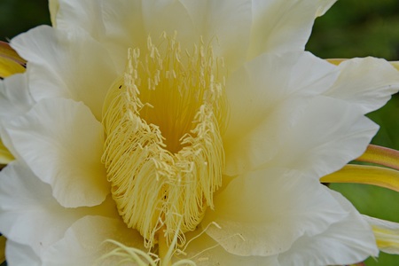 Dragon fruit flower are blossomingの写真素材