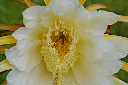 Dragon fruit flower are blossomingの写真素材